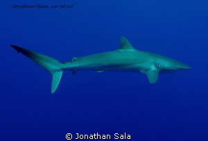 Silky Shark, Carcharinus Falciformis by Jonathan Sala 